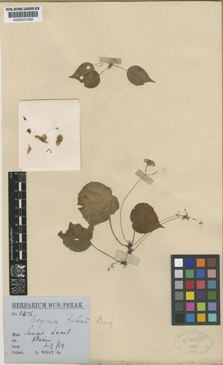 B. forbesii